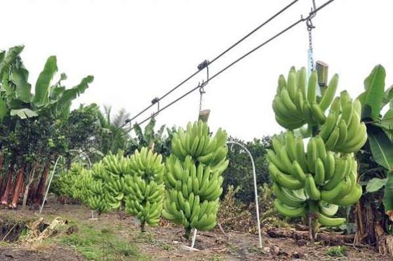 Van de de Banaankabelbaan van het staallandbouwbedrijf de Rolkarretje met Lagers