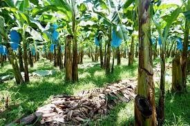 250KG landbouw de Rollenkarretje van de Banaankabelbaan voor de Snelle Banaan Garruchas van de Vervoerhardware