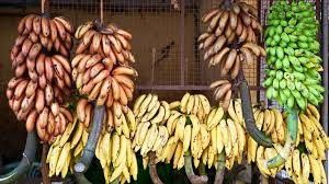 250KG landbouw de Rollenkarretje van de Banaankabelbaan voor de Snelle Banaan Garruchas van de Vervoerhardware